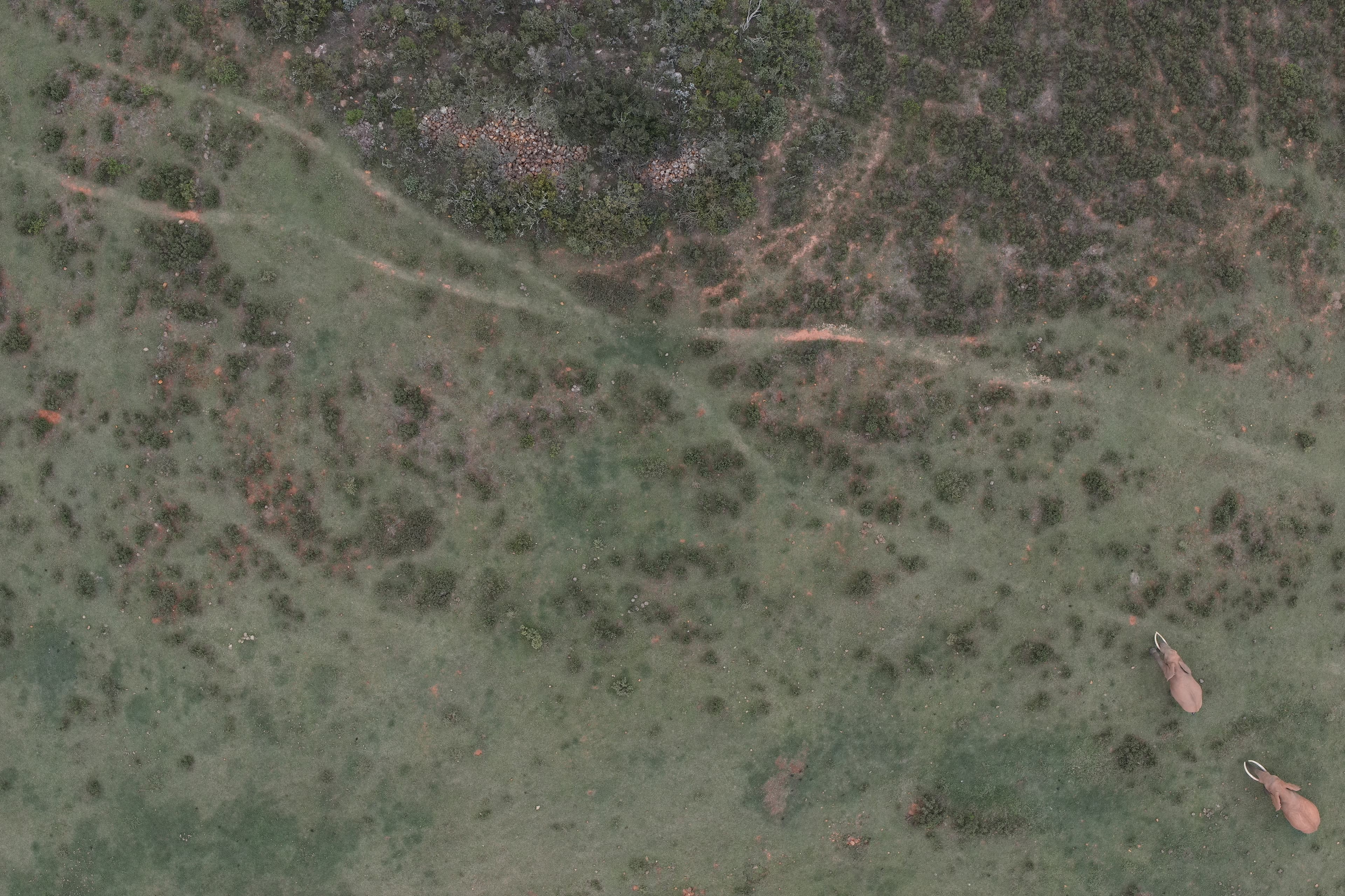 Elephant in conservation area